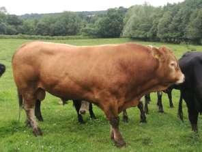 BEEF TYPE COWS/HEIFERS IN OR WITH CALVES AT FOOT Late entries lots 124/128, pens 70 & 72 M/s D W A & C Niblett, Brook House Farm -