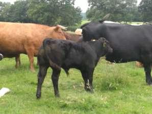 The cows have been in two groups since turn out and have been with the Limousin bulls from 1st April. 15 Blue x cow 28.