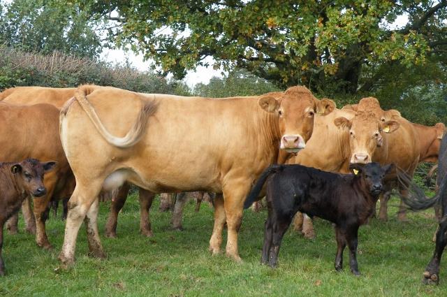 COWS & CALVES, IN-CALF COWS, BULLS AND FOLLOWERS EXETER LIVESTOCK CENTRE Matford