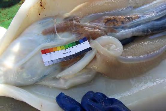 The maturity of jumbo flying squid was classified into 5 stages, and the identification was conducted based on the following figure (Figure 5).