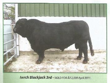 INTRODUCTION: Welcome to Frome Livestock Market and this special dispersal sale of the Bladen herd of Pedigree Welsh Blacks which was established by the late Lady Neill (Caroline).