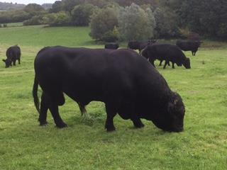 motivated by Lady Neill s strong belief that rare native breeds should be protected for future generations.