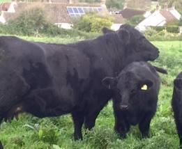 The bull Deniolen Seraff soon followed and thus began a programme to develop a pedigree herd.