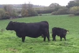 829 830 Pedigree Welsh Black Cow BLADEN MARTHA D.O.B: 05.05.09 Ear No: UK341518 100291 Sire: Mendip Geraint Dam: Bladen Melba D.O.B: 28.06.17 Ear No: UK341518 300517 PD+ 6wks I/C on 07.09.17 to Pedigree Welsh Black Meadowsweet Alun 2 nd 831 832 Pedigree Welsh Black Cow BLADEN MAGGIE 3 RD D.