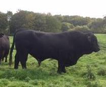 839 839A Pedigree Welsh Black Cow BLADEN MELBA 2 ND D.O.B: 17.04.11 Ear No: UK341518 300349 Sire: Meadowsweet Tywysog 4 th Dam: Bladen Melba D.O.B: 08.10.