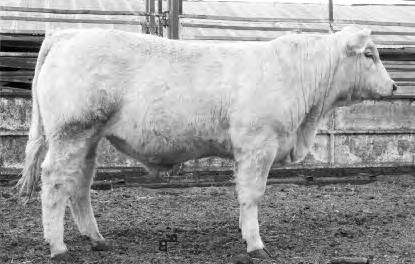 10 Two-Year-Old Bulls Featured Sires: