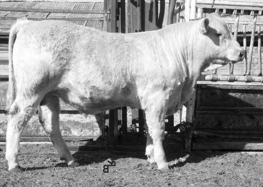 02 1238/105 0.6 33 39 *Awesome calf! Full brother to last year s co-high selling bull to Kenny Matt of Elm Springs. 5 27R P 818 731/Cor 4-12-12 91 750 767/116 2.89 1229/104 0.