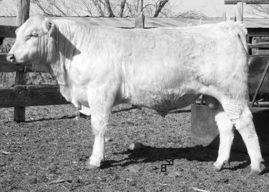 3 24 32 *Moderate-framed, thick and one of the most eye-appealing calves in the sale. 17 65B P 504 763/406 3-30-12 91 705 679/103 3.32 1210/103 1.3 25 35 *Really long, smooth and good!