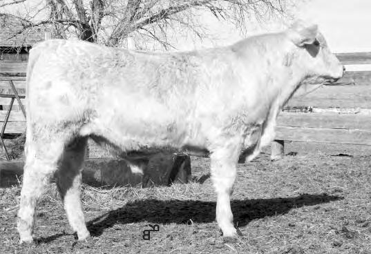 28 32R P AC 745/503 4-15-12 93 695 719/109 3.20 1231/104 1.8 30 46 *As deep-bodied as you will find. Good calf, excellent disposition. 29 90B P 504 728/W 4-3-12 74 705 692/105 2.78 1137/96 0.