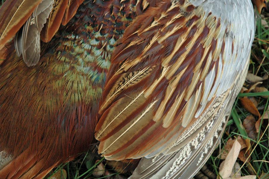 8 Plumage of pheasant shot during a driven shooting Average daily game-bags are between 1,000 and 1,500 birds. Minimum daily game-bag is 500 birds.