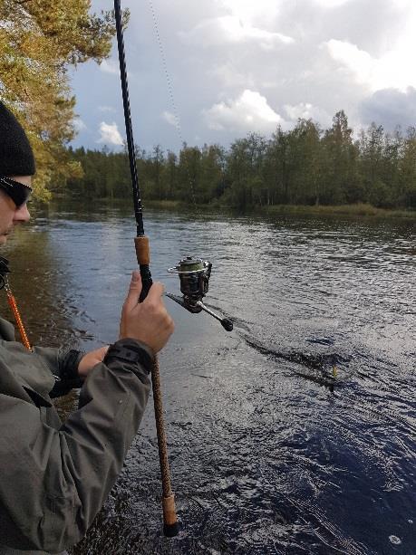 Spin fishing in September, 2 nights If performed in a proper manner, spin fishing is an efficient way of deceiving a salmon or a sea trout.
