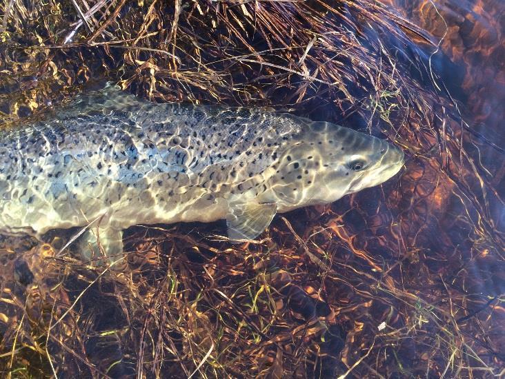 Spring trout in the river Mörrum, 2 nights In mid-april the sun begins to heat up both air and water, the wood anemones are in full bloom and the sea trout are starting to prepare for their return to