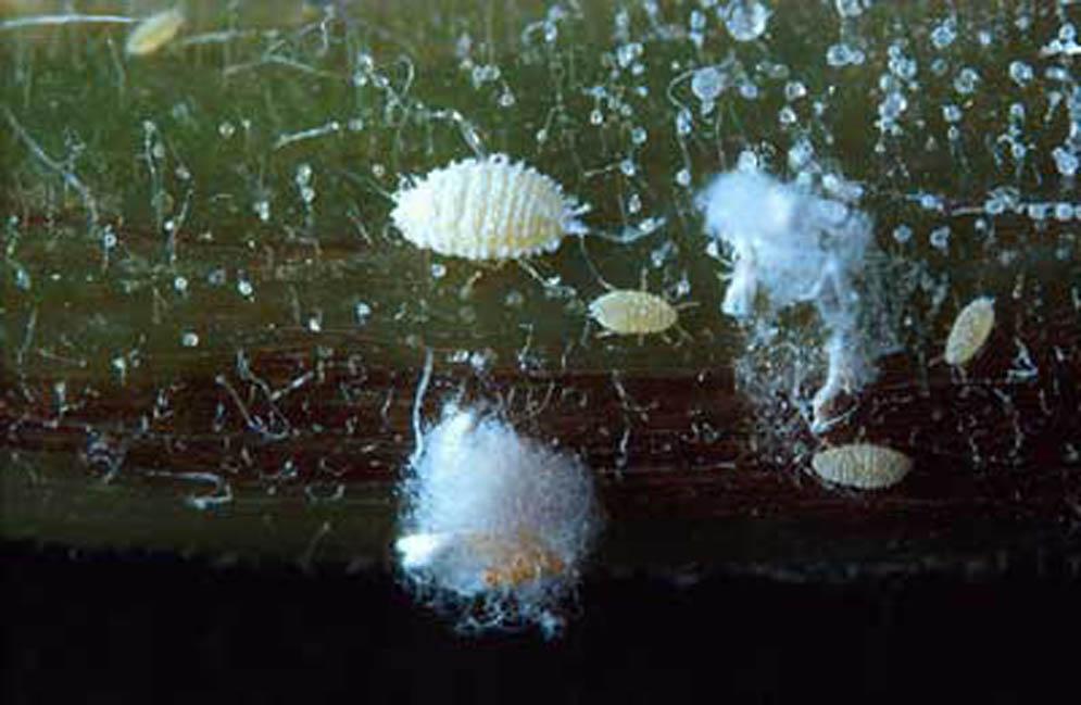 The papaya mealybug was discovered in Manatee and Palm Beach counties in Florida in 1998 and subsequently spread rapidly to several other Florida counties.