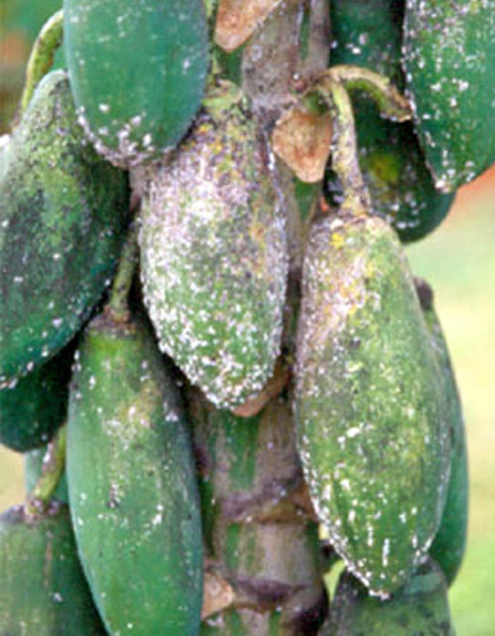 Papaya Mealybug, Paracoccus marginatus Williams and Granara de Willink (Insecta:... 5 Research Service (ARS) initiated a classical biological control program for the papaya mealybug.