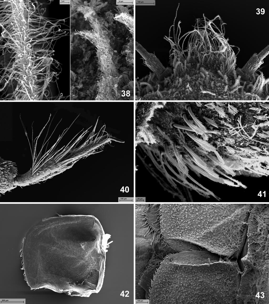 48 stuttgarter beiträge zur naturkunde a In the sister group, represented by the tribes Caenini and Tasmanocoenini, there are also two synapomorphies: (3) Row of microtrichia on ventral side of gill