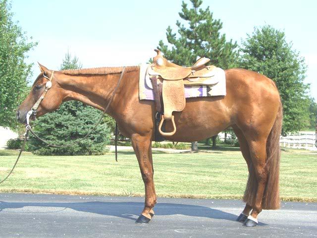 show mare. She was 6 th at the Reichert in the Maiden Stakes and since she has become an AQHA point earner. She is very quiet and very suitable for anyone.