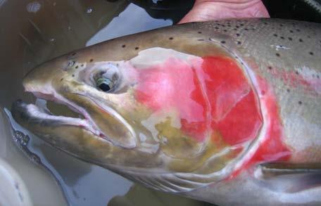 Produced by BC Ministry of Environment and Climate Change Strategy, Ecosystems Branch Context: The Chilcotin and Thompson River populations of Steelhead Trout (Oncorhynchus mykiss) were both assessed