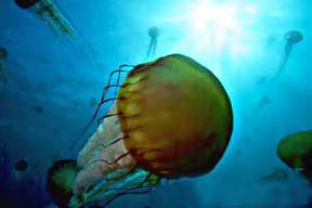 Can Jellyfish Blooms Have an Impact on Pelagic Fishes? 1.