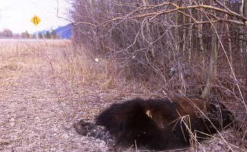 Road kill (animal-vehicle collision and carcass data) 5% 1% 2% 1% DEER BLACK BEAR