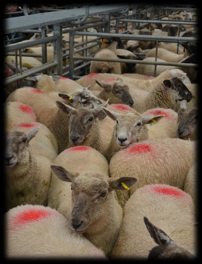 2 Light Ewes 87 71 Heavy Ewes 112 93 Rams 101 94 731 LAMBS The lamb trade nationally has seen a sharp drop in trade, but our trade strengthened from earlier in the week up 4 to 6 a head and an