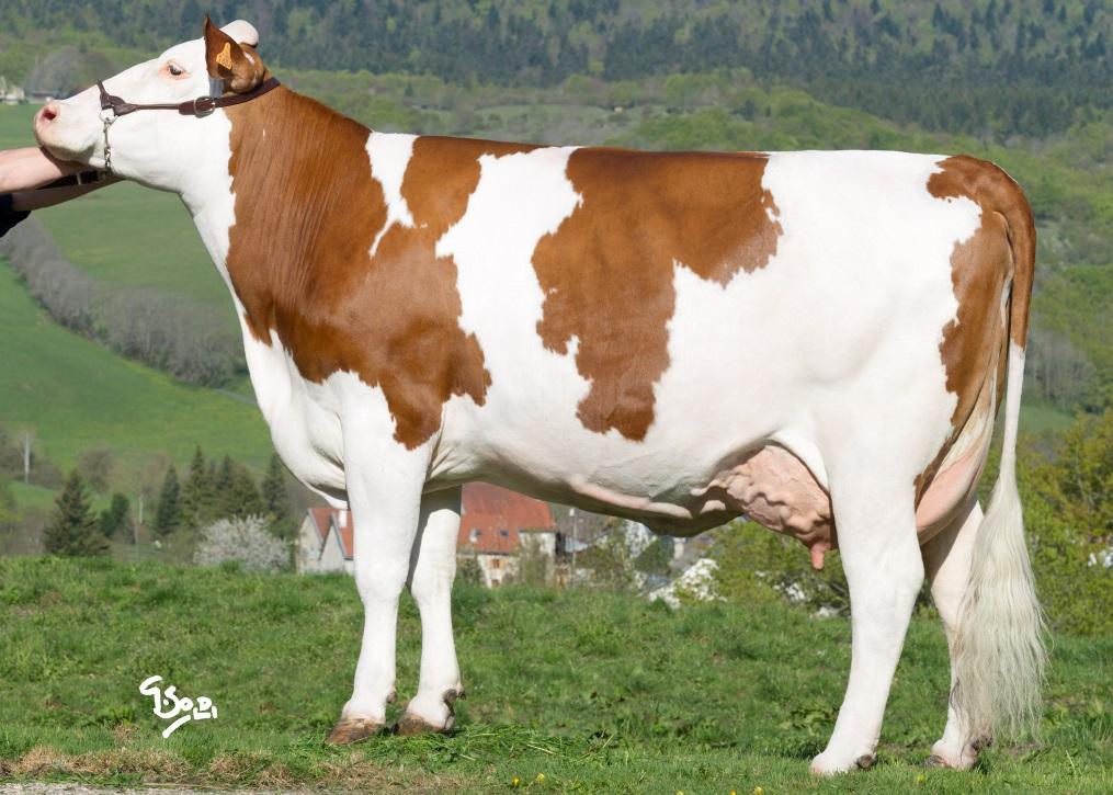 ELASTAR ISU 152 Now the new No.3 proven Monty One of the best for F & L s 125, Udders 113, Fertility +1.