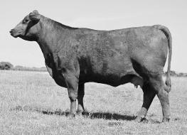 Show Heifer of the year in 2008. CX Home Run 135/P was named Show Sire of the Year in 2010 and has a commanding lead to repeat for 2011.