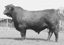 CX Ms Payload 610/S and CX Legend 46/P2 produced CX Legends Dream 610/U1, one of the most talked about young sires in Red Brangus.