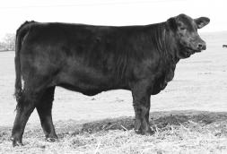 Sureway s Talent 090N is a Talento son that is a result of over 25 years of Sureway s breeding and represents a special place in the line of Sureway Certified Meat Sires.