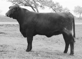 10 BRED HEIFER FROM COX EXCALIBUR BRANGUS CX MS RED CHIEF 27/X RR10178262 Born: 6/7/10 PHN: 27/X Gen: 2 Scurs: P MR CR RED CHIEF 485/M1 MR R38 CENTER RANCH 23/K CX MR.