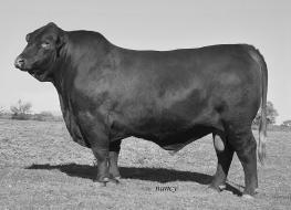 6, fat thickness of 0.32 and an IMF of 4.953. She is selling bred 6 months to CX Meathouse 930/U the 2010 Futurity Grand Champion, and Grand Champion at the 2010 Western National.