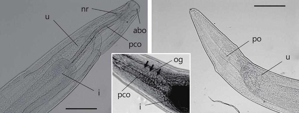 222 Korean J Parasitol Vol. 55, No. 2: 219-224, April 2017 A B C Fig. 4. Light microscopic observations of C. mariae, anterior part (A, B) and posterior part (C).