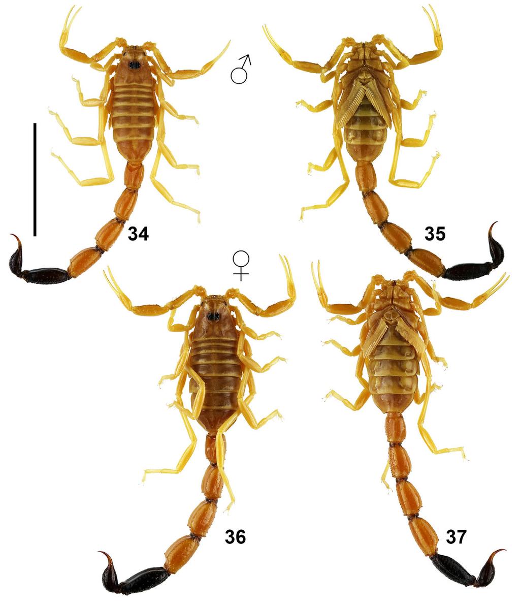12 Euscorpius 2018, No. 270 Figures 34 37: Anomalobuthus krivochatskyi sp. n., adult male holotype (34 35) and adult female paratopotype (36 37): fullbody views, dorsal (34, 36) and ventral (35, 37).