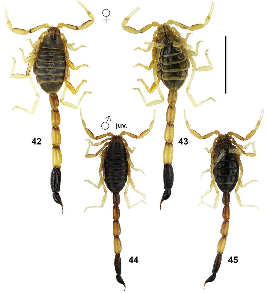 Teruel, Kovařík & Fet: Revision of Genus Anomalobuthus 15 Figures 42 45: Anomalobuthus krivochatskyi sp. n.