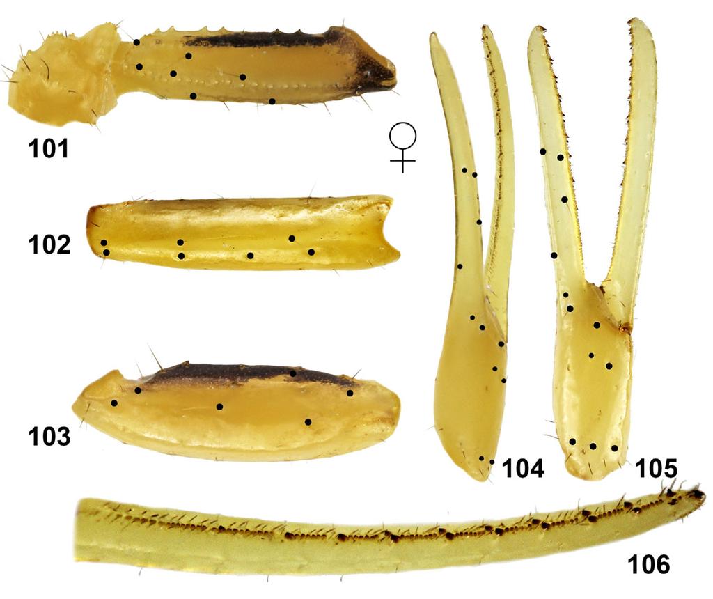 Teruel, Kovařík & Fet: Revision of Genus Anomalobuthus 31 Figures 101 106: Anomalobuthus talebii, adult female holotype: right pedipalp trochanter and femur, dorsal (101), right pedipalp patella,