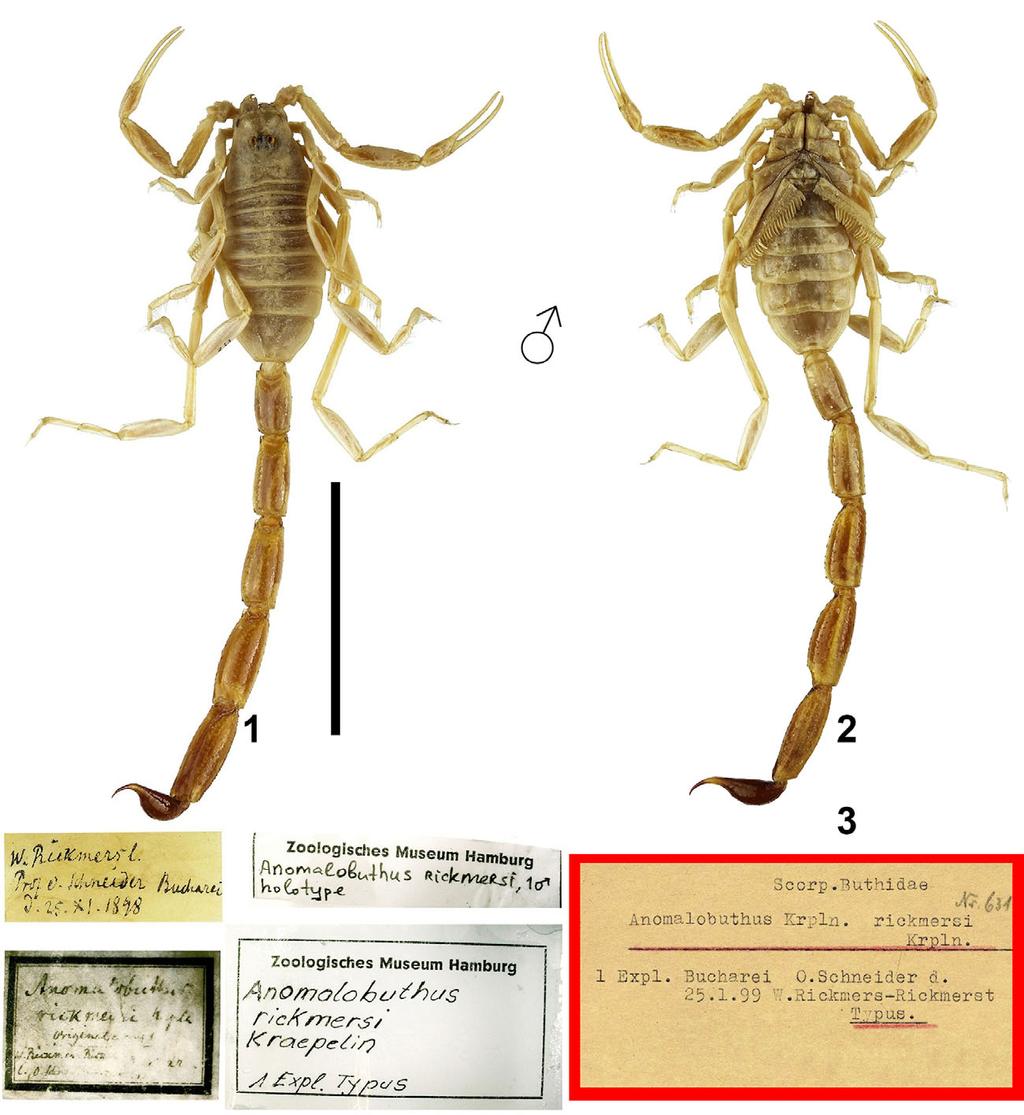 4 Euscorpius 2018, No. 270 Figures 1 3: Anomalobuthus rickmersi, adult male holotype: full-body views, dorsal (1) and ventral (2), plus original labels (3). Scale bar = 10 mm (1 2).