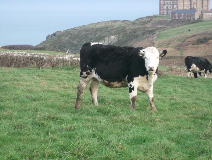 OUTSIDE ENTRIES MR W DANGAR Gavercombe Farm, Tintagel All heifers have been out-wintered and just rising 2 years old at calving.