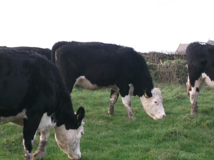 A super young group of heifers, just starting to move in the udder, due March onwards.