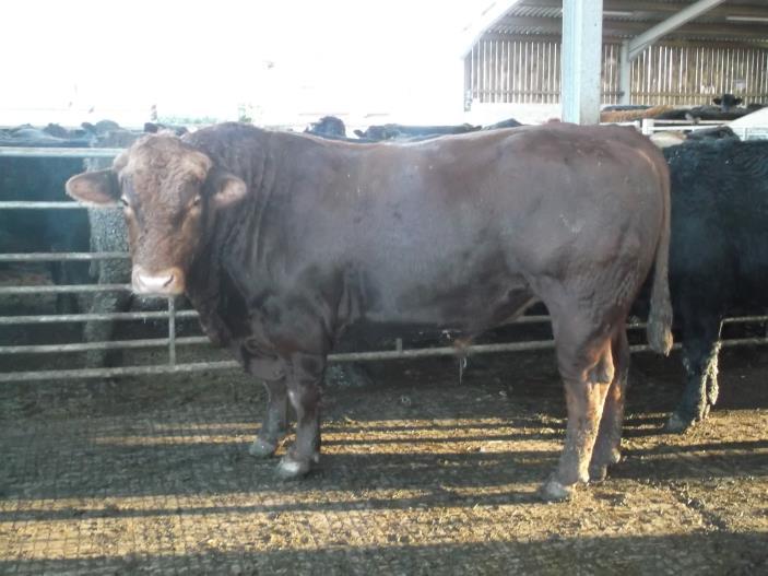 MR AC BREWER Reddivallen Farm, Trevalga, Boscastle LOT 76 Pedigree Hereford Bull BREOCK LAIRD (DH) UK381787 600810 