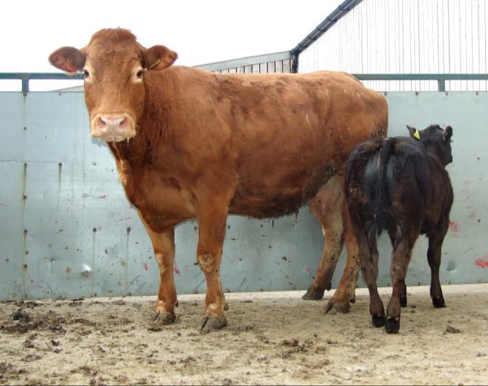 Mitchells are delighted to be involved with the spring dispersal sale on behalf of M & W Richardson, Gatesgarth. The cattle can be viewed before the sale by prior arrangement with the vendor.