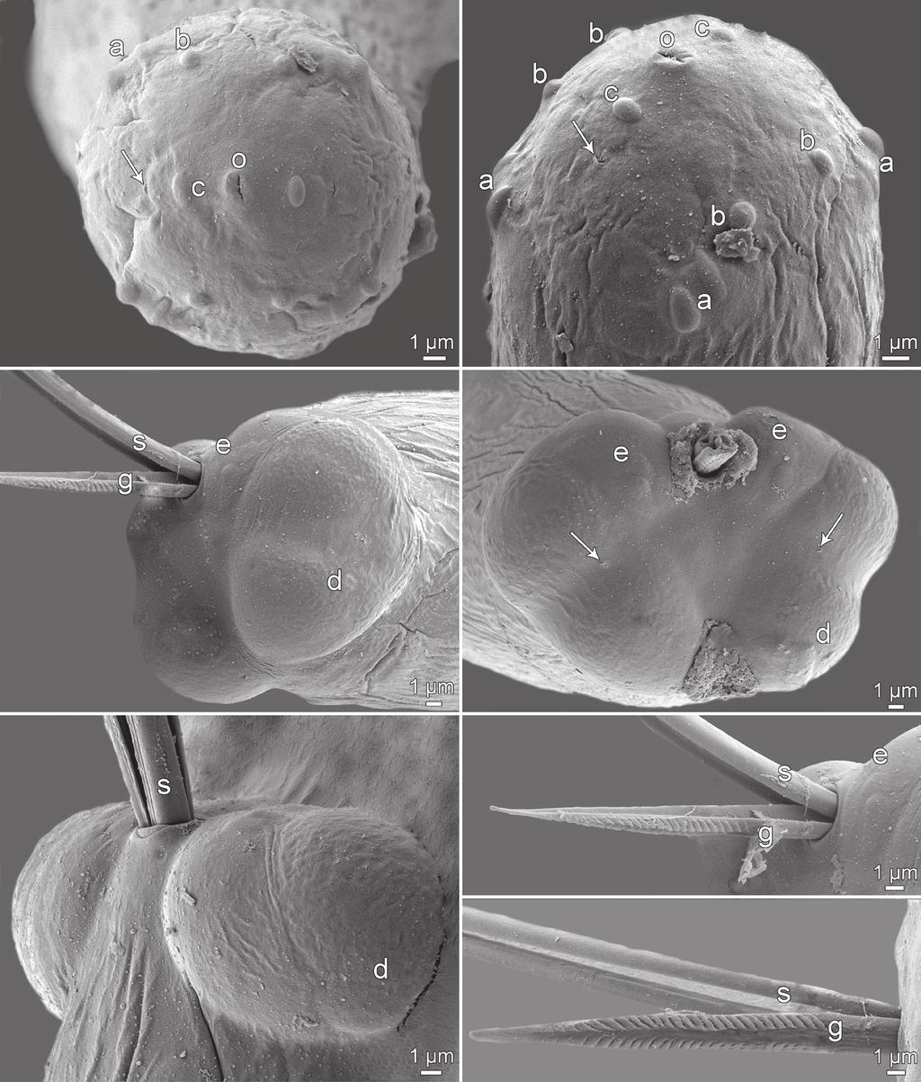 Moravec et al.: New species of Philometra A B C D G ig. 9. Philometra synagridis sp. n. from Lutjanus synagris, scanning electron micrographs of male.