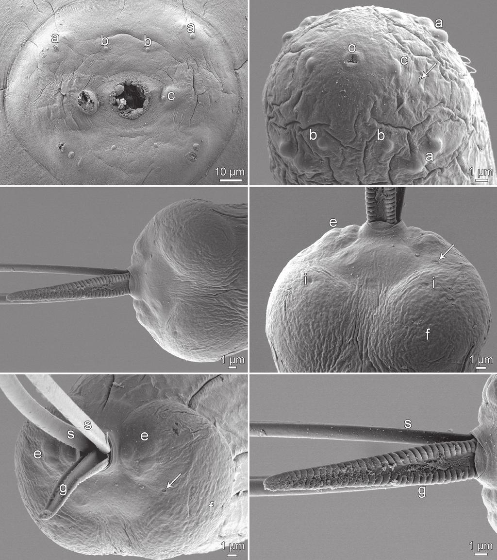 Ahead of print online version A B C D ig. 4. Philometra longispicula sp. n. from Lutjanus campechanus, scanning electron micrographs.