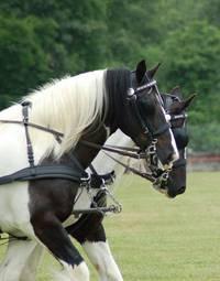 HORSE DRIVING TRIALS: Following the Action Welcome! This is a one-day horse driving trial which has three phases: dressage, cones, and marathon. These are described in greater detail below.