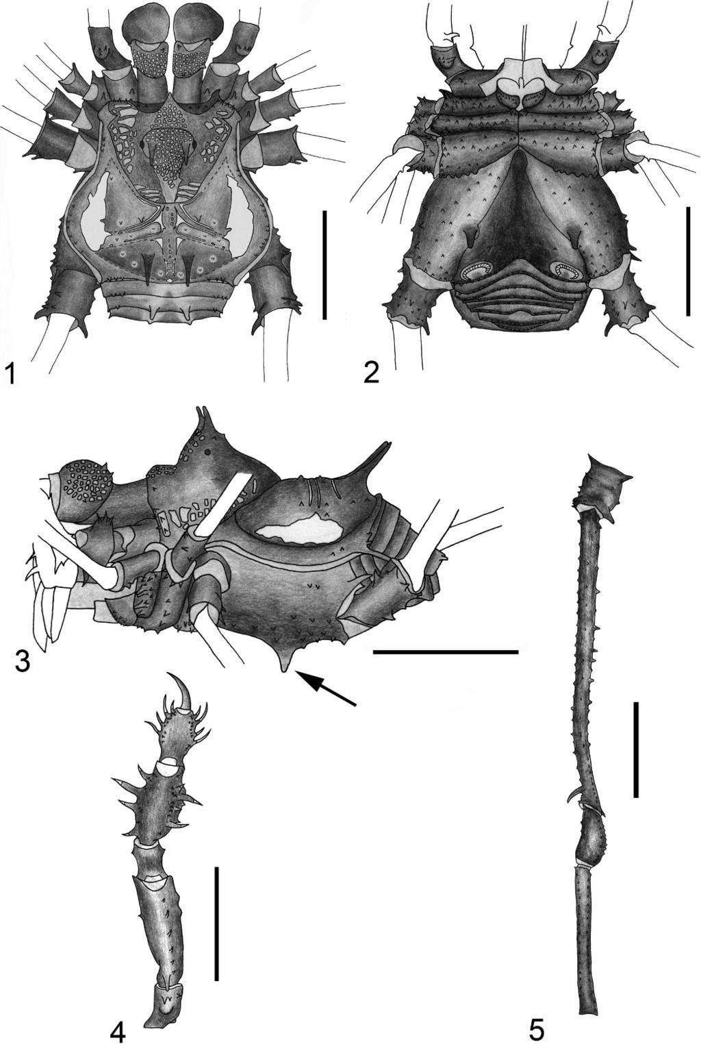 462 THE JOURNAL OF ARACHNOLOGY Figures 1 5. Santinezia noctiscansor, adult male holotype: 1. Habitus, dorsal view; 2. Habitus, ventral view; 3.