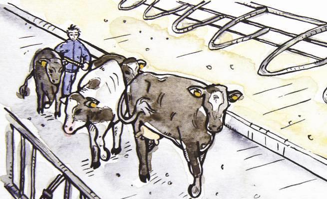 1. Milking - Prepare for milking