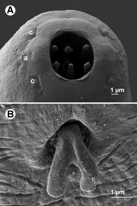 Fig. 5. Rhabdochona hospeti Thapar, 1950, scanning electron micrographs of fourth-stage larva from Tor sp. A cephalic end; B deirid. Abbreviations: a amphid, c cephalic papilla.