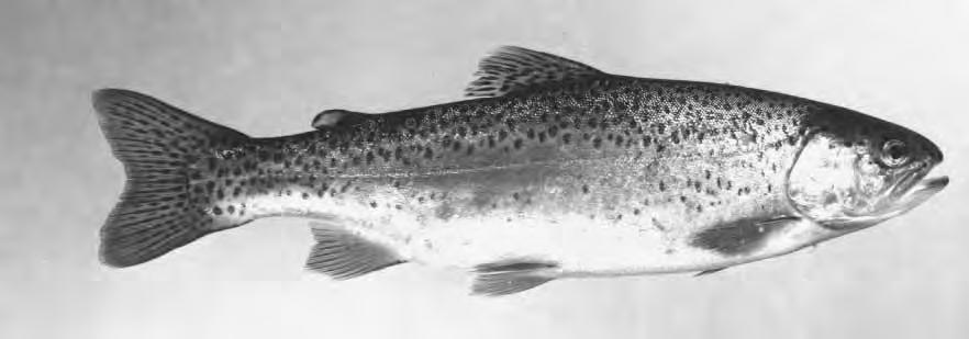 DNR PHOTO Introduction In 1977, legislation was passed in Wisconsin that requires anglers (ages 16-65) fishing for trout in inland waters to purchase an annual trout stamp.