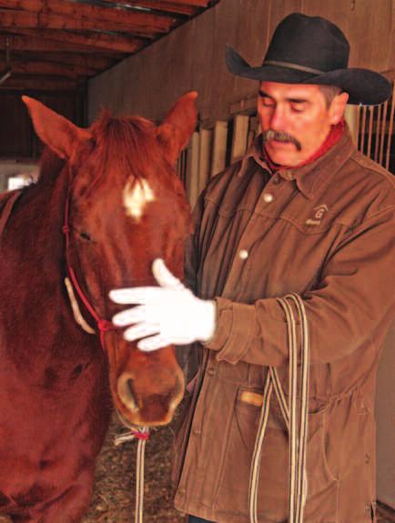 You ll want to flex your horse in both directions, and you can ask him to bring his nose all the way around one time. Then next time, just go halfway around. Next time, a quarter of the way.