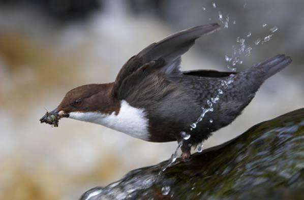 Data on dipper breeding success: Continuously monitoring data on population size, breeding attempts and breeding success of all dipper pairs in the river system Population fluctuations of the white