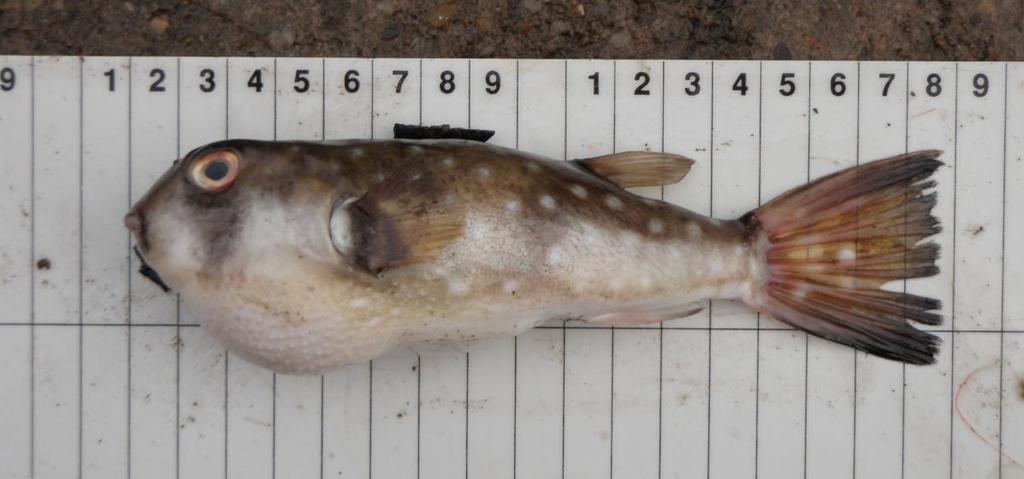 Measurement types - fish Total length (code 02) snout to tip of tail in its