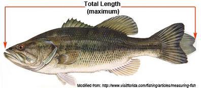 Measurement types - fish Maximum (stretched /pinched) total